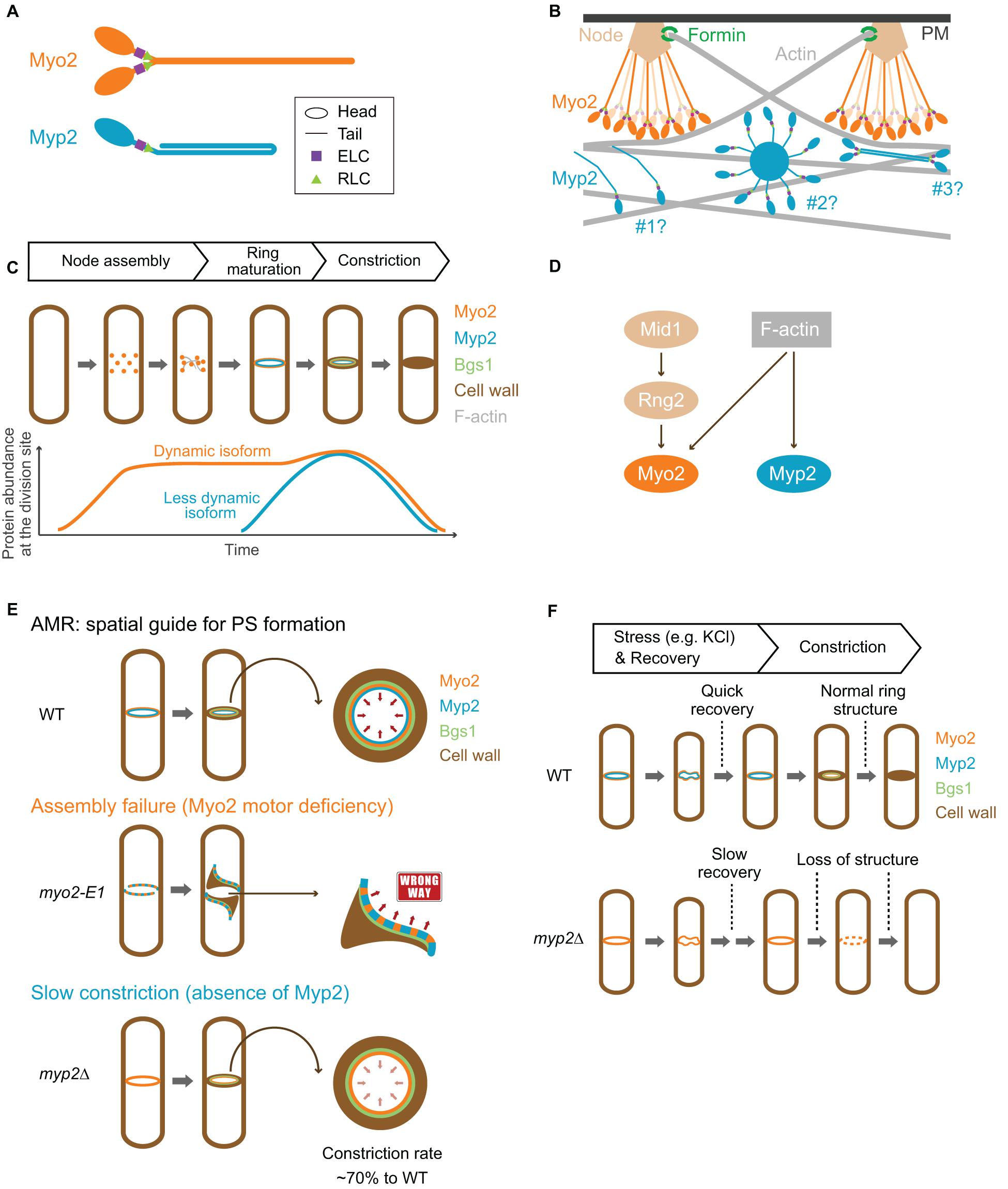 Frontiers | Comparative Analysis of the Roles of Non-muscle Myosin 