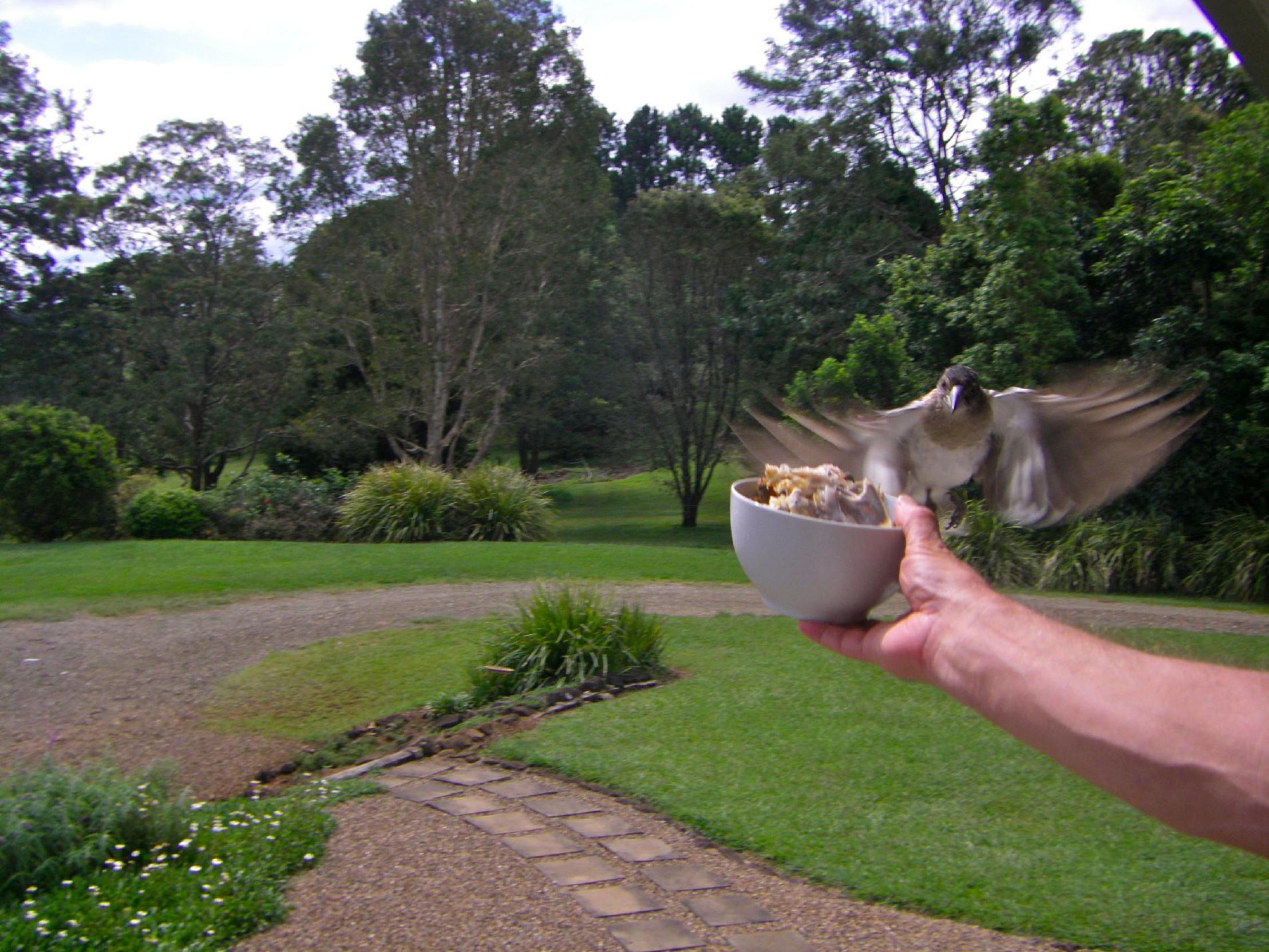 Frontiers Evidence For Teaching In An Australian Songbird Psychology