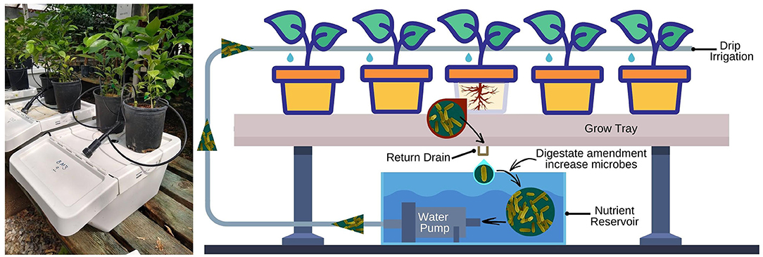 Frontiers  Two Food Waste By-Products Selectively Stimulate Beneficial  Resident Citrus Host-Associated Microbes in a Zero-Runoff Indoor Plant  Production System