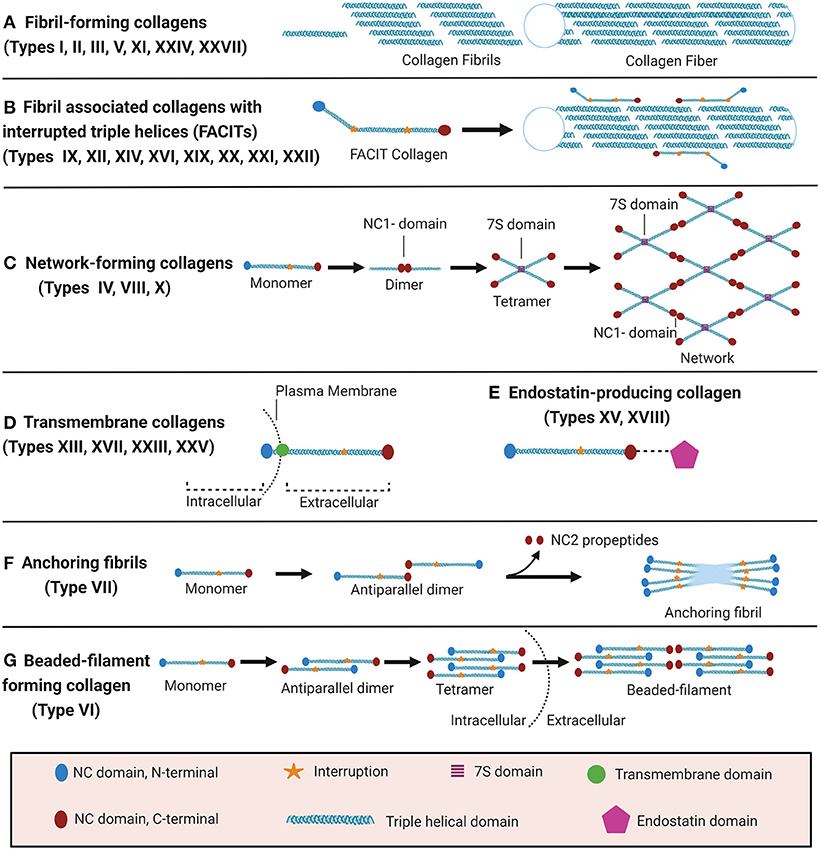 Collagen XVIII/endostatin is necessary for the organization of CF