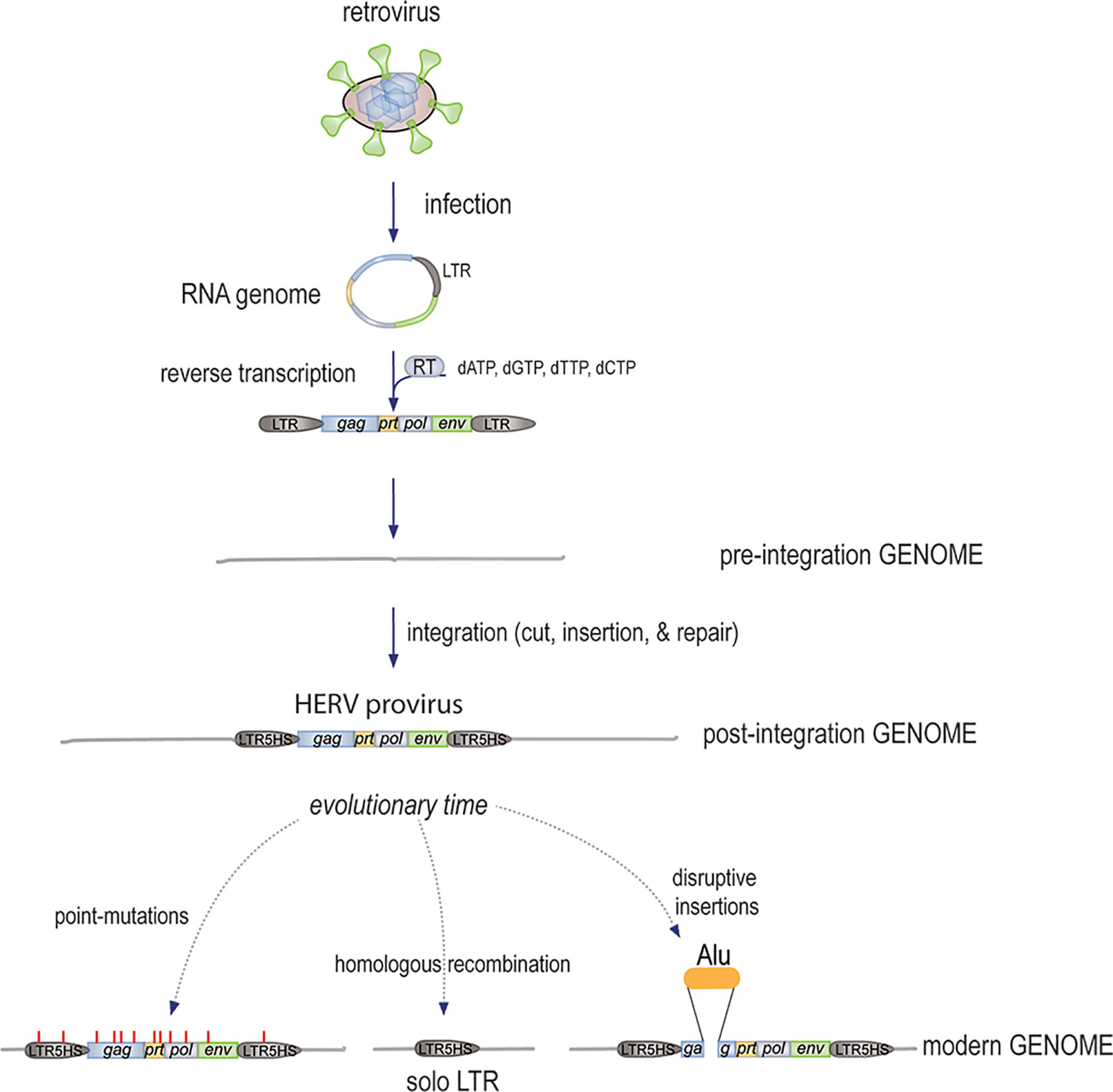 Reverse Transcriptase of Moloney Murine Leukemia Virus Binds to Eukaryotic  Release Factor 1 to Modulate Suppression of Translational Termination: Cell