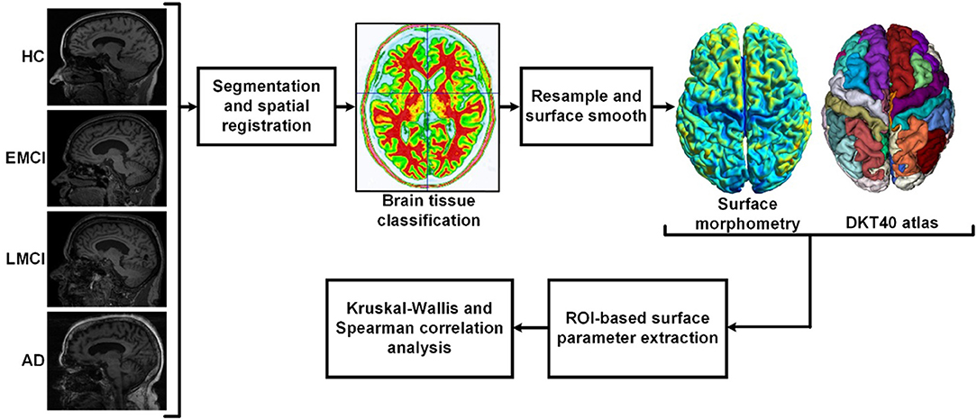 White and gray matter alterations in adults with Niemann-Pick