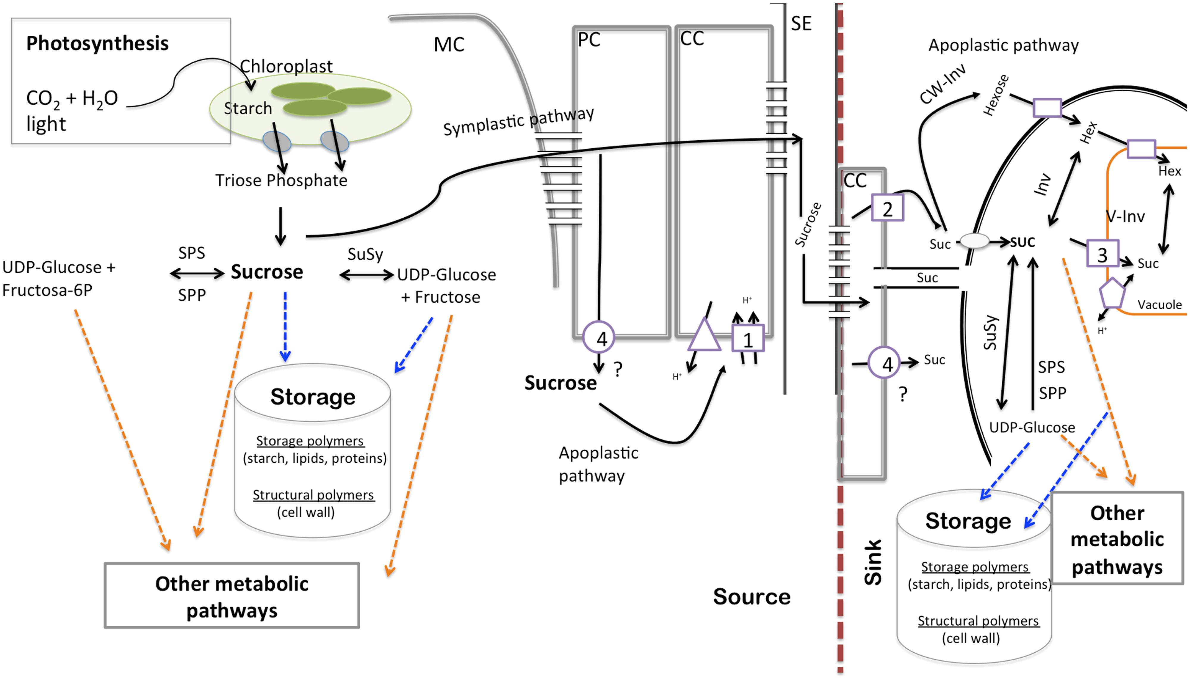 Frontiers An Update On Source To Sink Carbon Partitioning