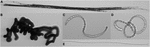 www.frontiersin.org
