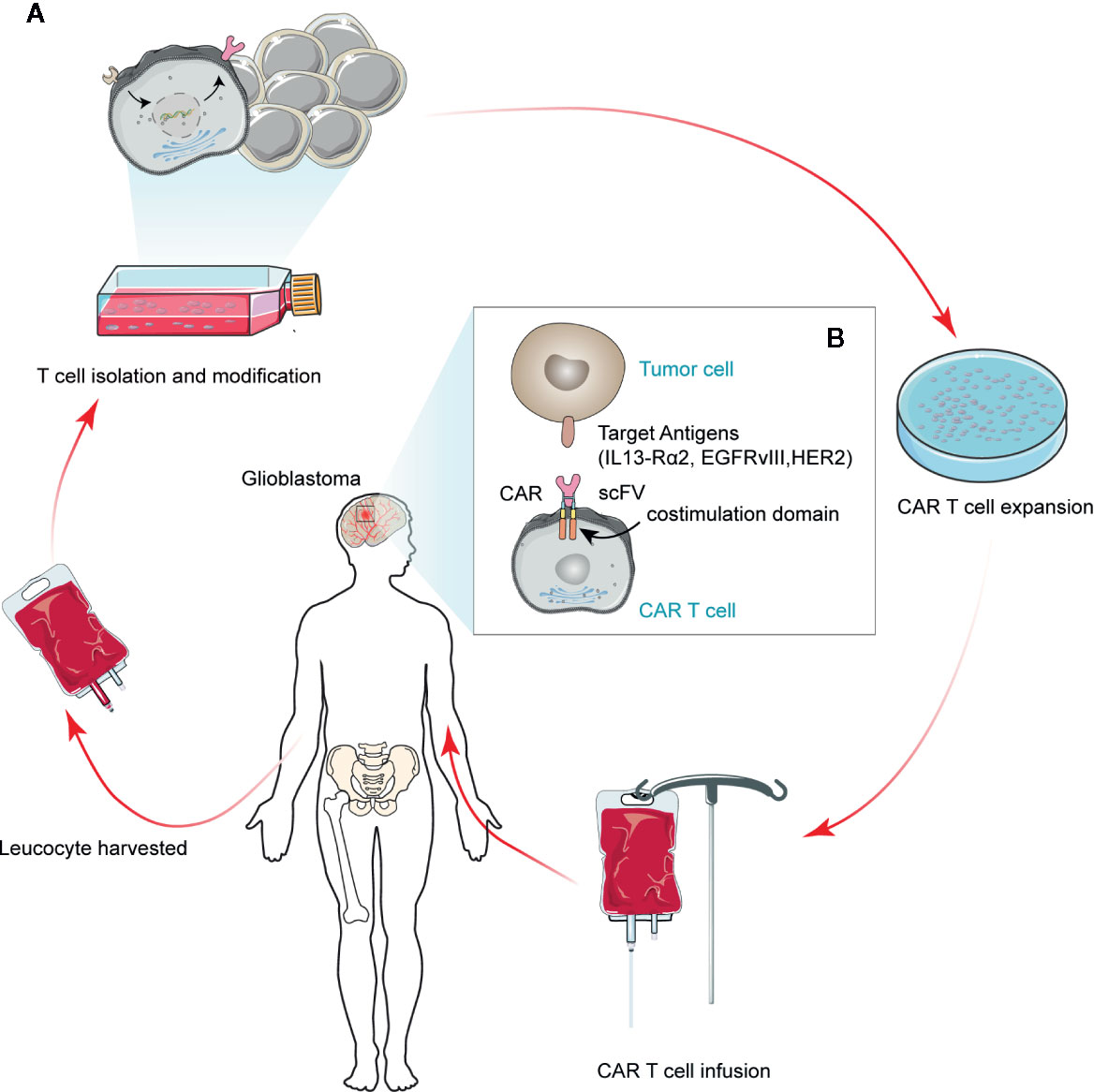 life expectancy for malignant mesothelioma