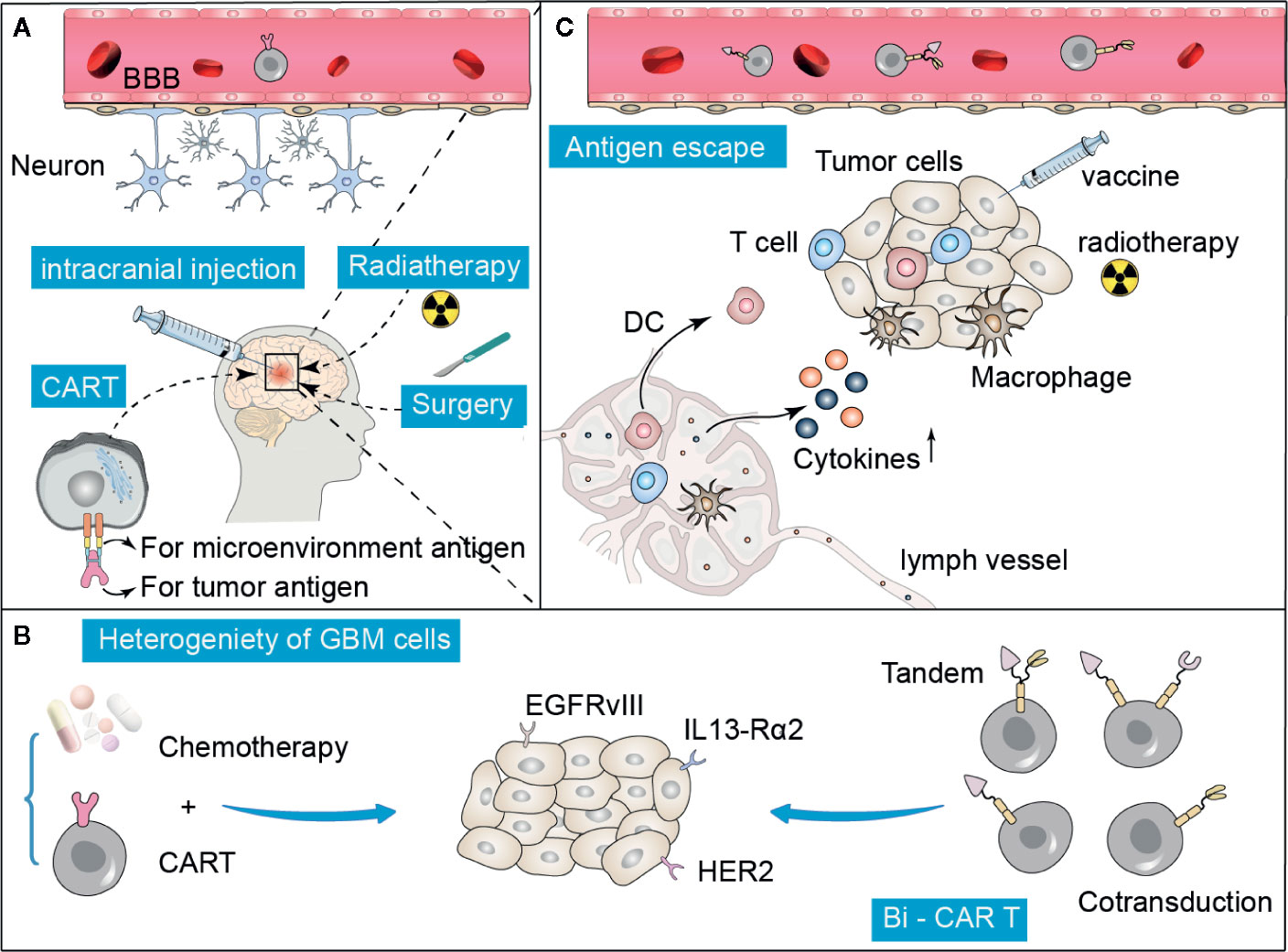 Frontiers Chimeric Antigen Receptor TCell Therapy in Glioblastoma