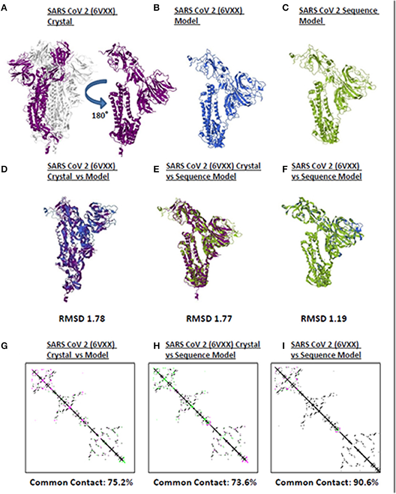 Frontiers  A Bioinformatics Approach to Investigate Structural and  Non-Structural Proteins in Human Coronaviruses