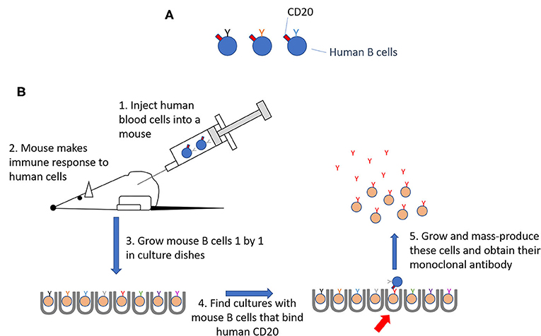 Figure 2 - Making antibodies that identify human B cells.