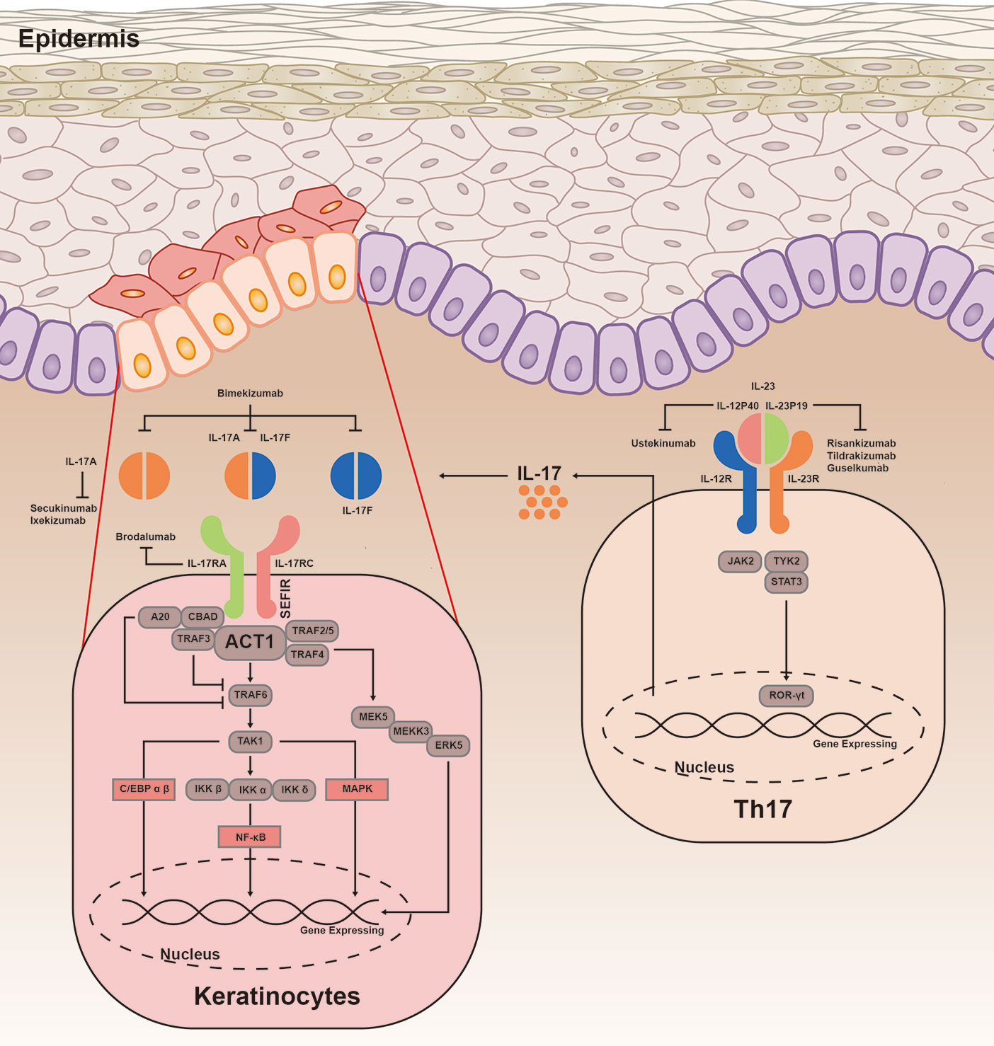 Frontiers The Il 23il 17 Pathway In Inflammatory Skin Diseases From