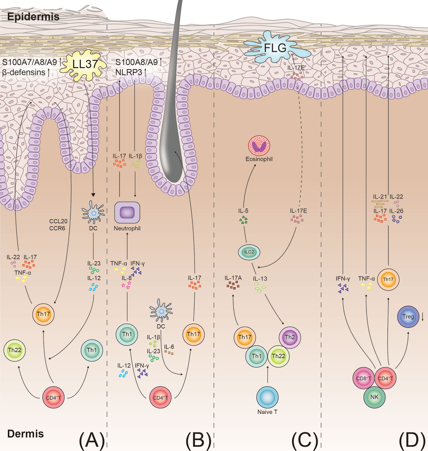 Frontiers The Il 23 Il 17 Pathway In Inflammatory Skin Diseases From Bench To Bedside Immunology