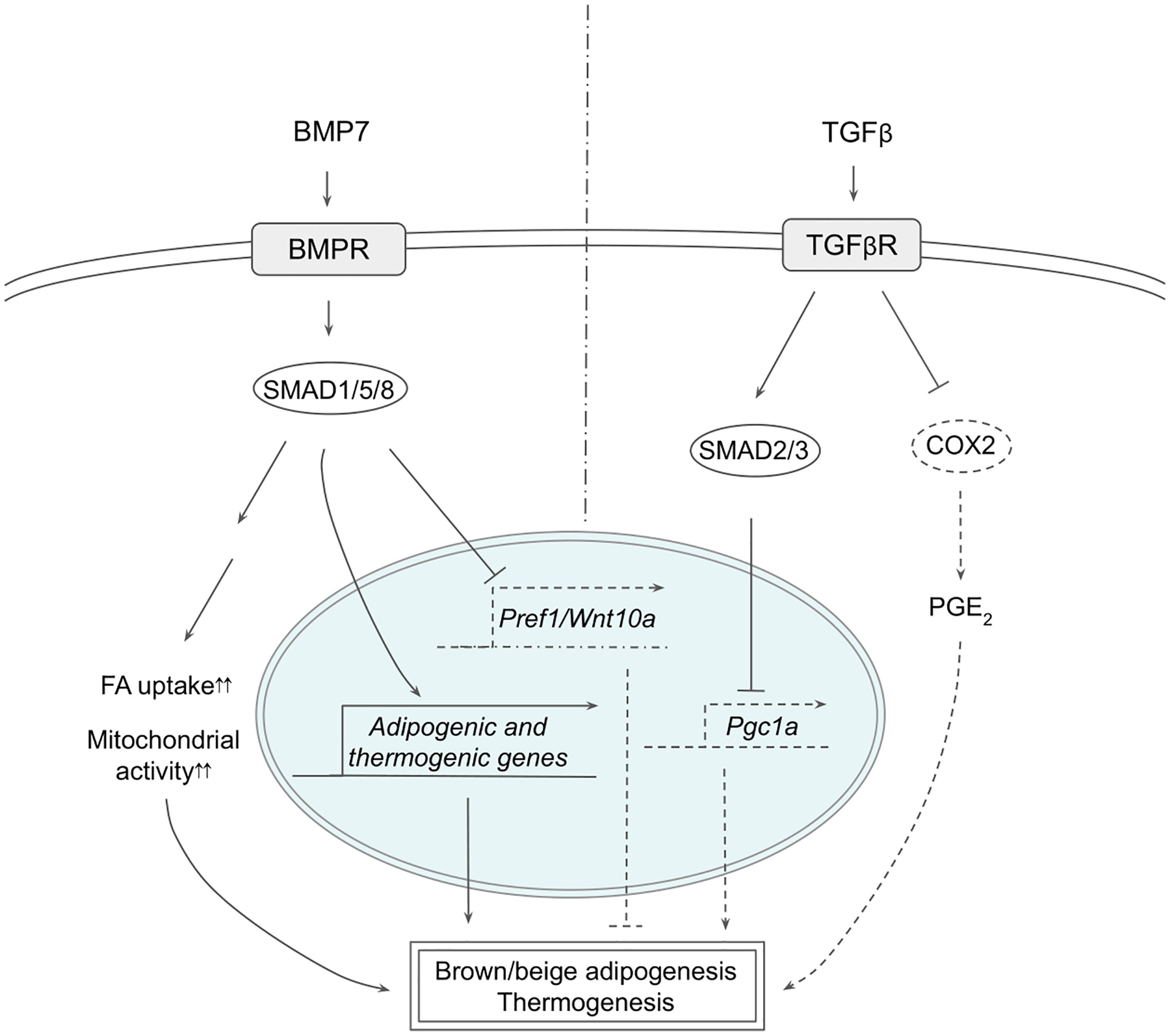 Frontiers Signaling Pathways Regulating Thermogenesis Endocrinology
