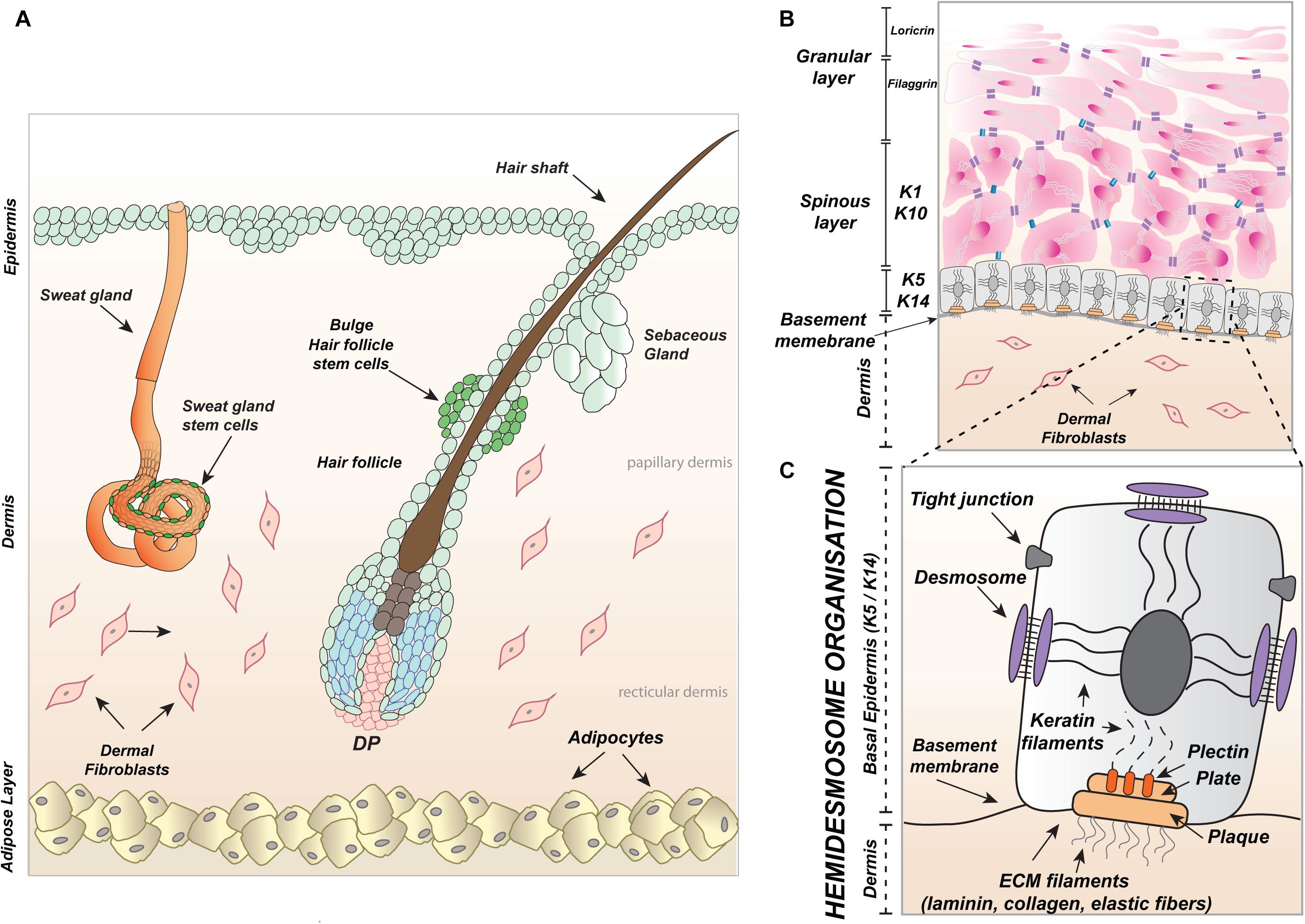 Frontiers | An Intrinsic Oscillation of Gene Networks Inside Hair Follicle Stem  Cells: An Additional Layer That Can Modulate Hair Stem Cell Activities