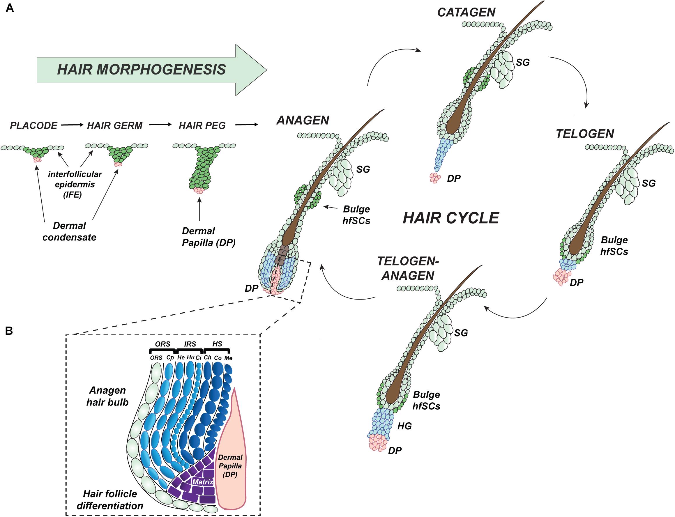 Frontiers | An Intrinsic Oscillation of Gene Networks Inside Hair Follicle Stem  Cells: An Additional Layer That Can Modulate Hair Stem Cell Activities