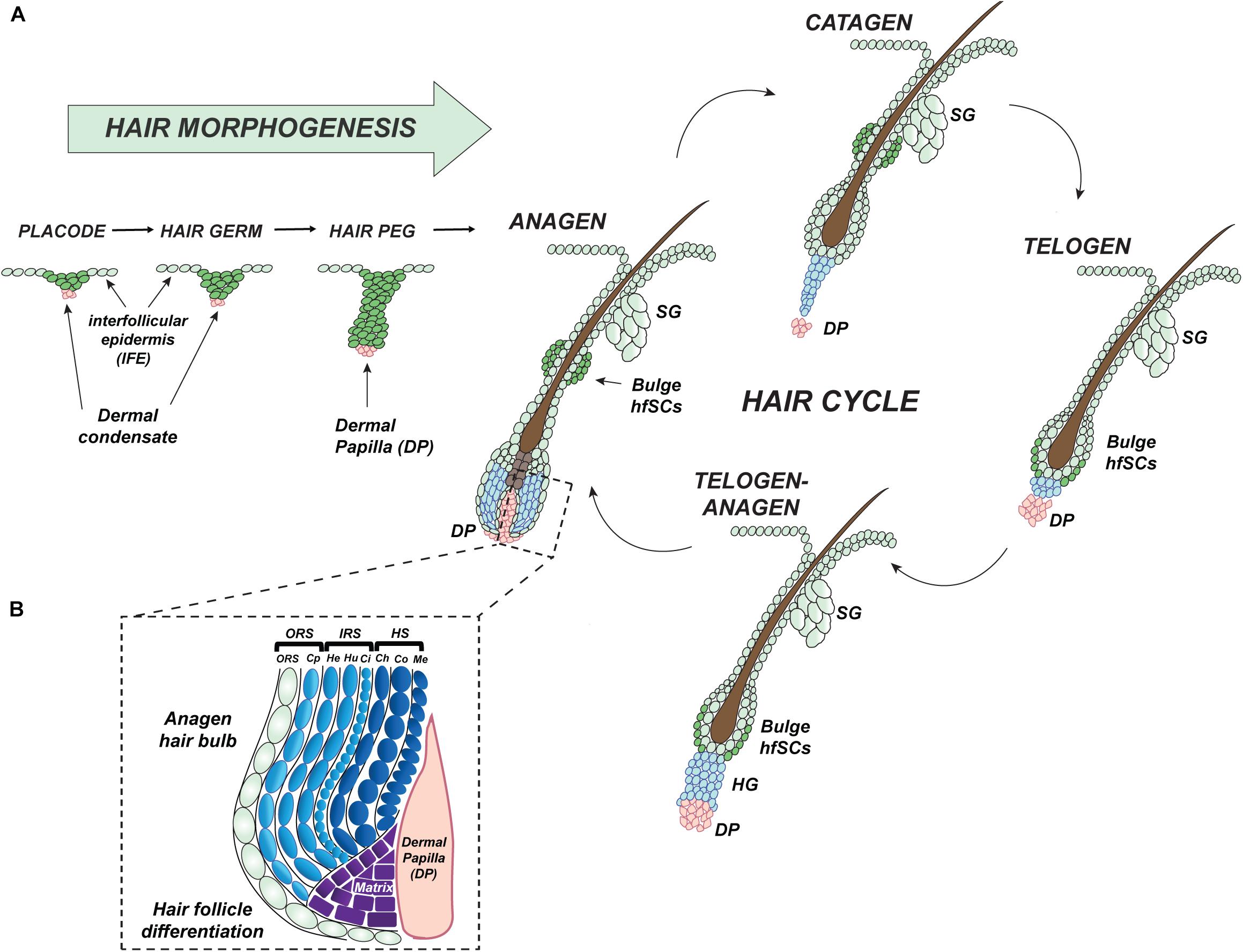 diagram of the hair follicle
