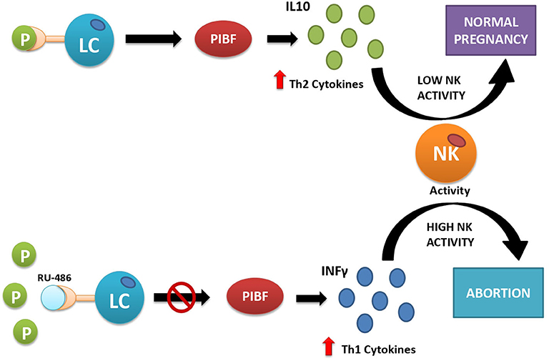 Luteal Phase Deficiency: Pathophysiology, Diagnosis, and Treatment