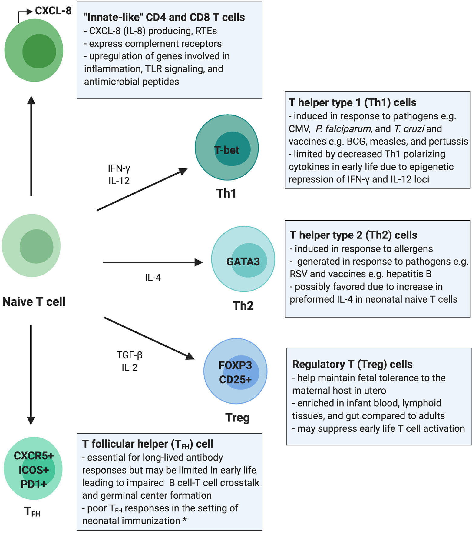 Cell-mediated immunity is essential to prevent reinfection by the