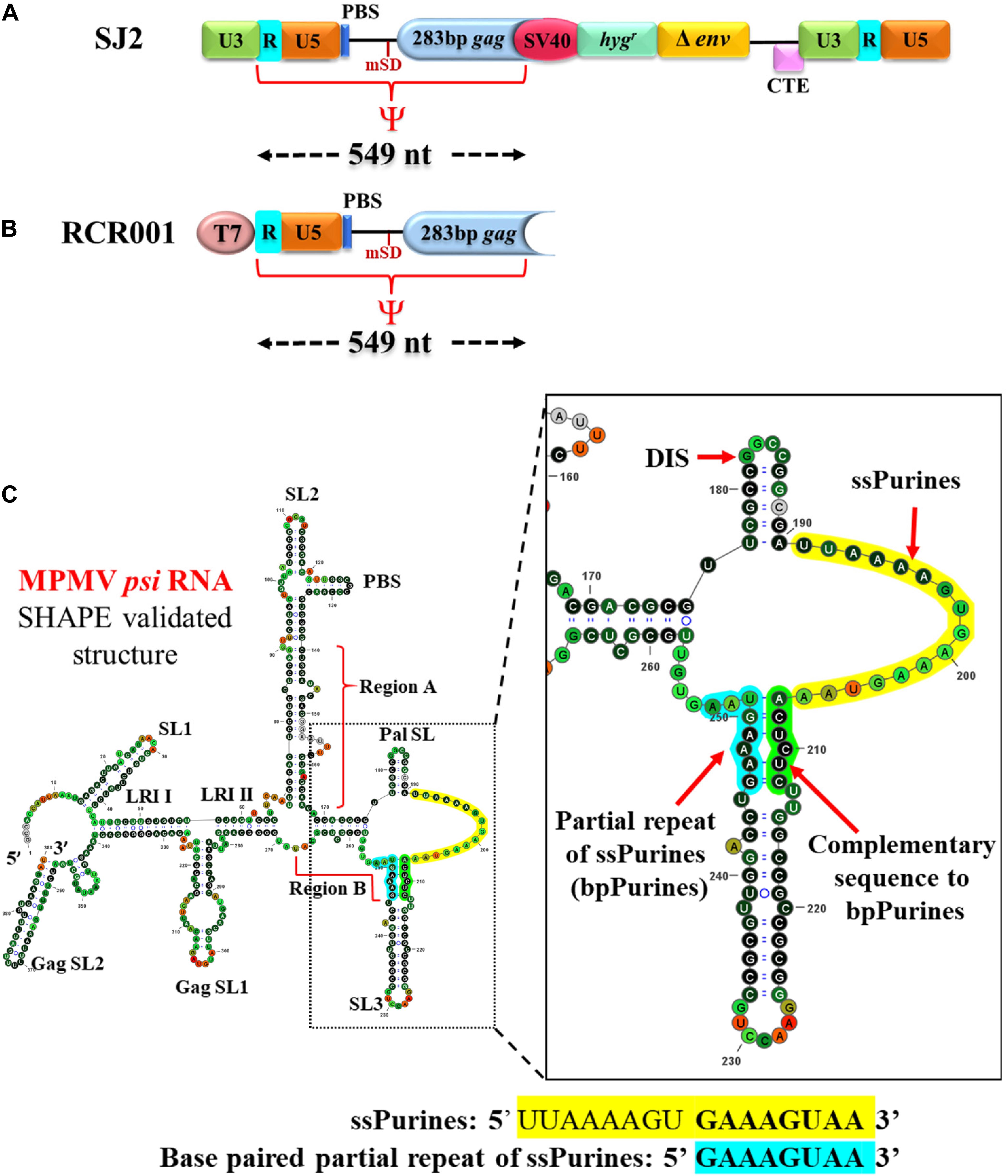 Schematic diagram (not to scale) of the SIV genomic RNA. The leader of