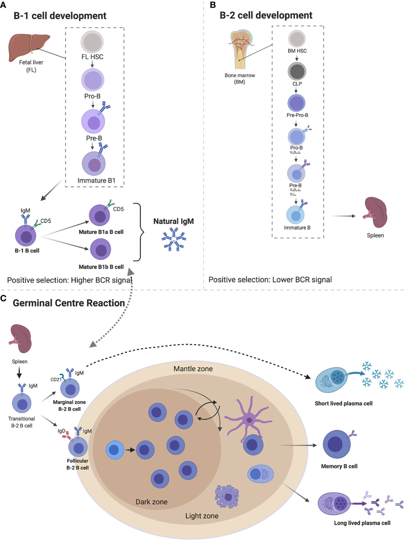 Widespread vertical transmission of secretory immunoglobulin A