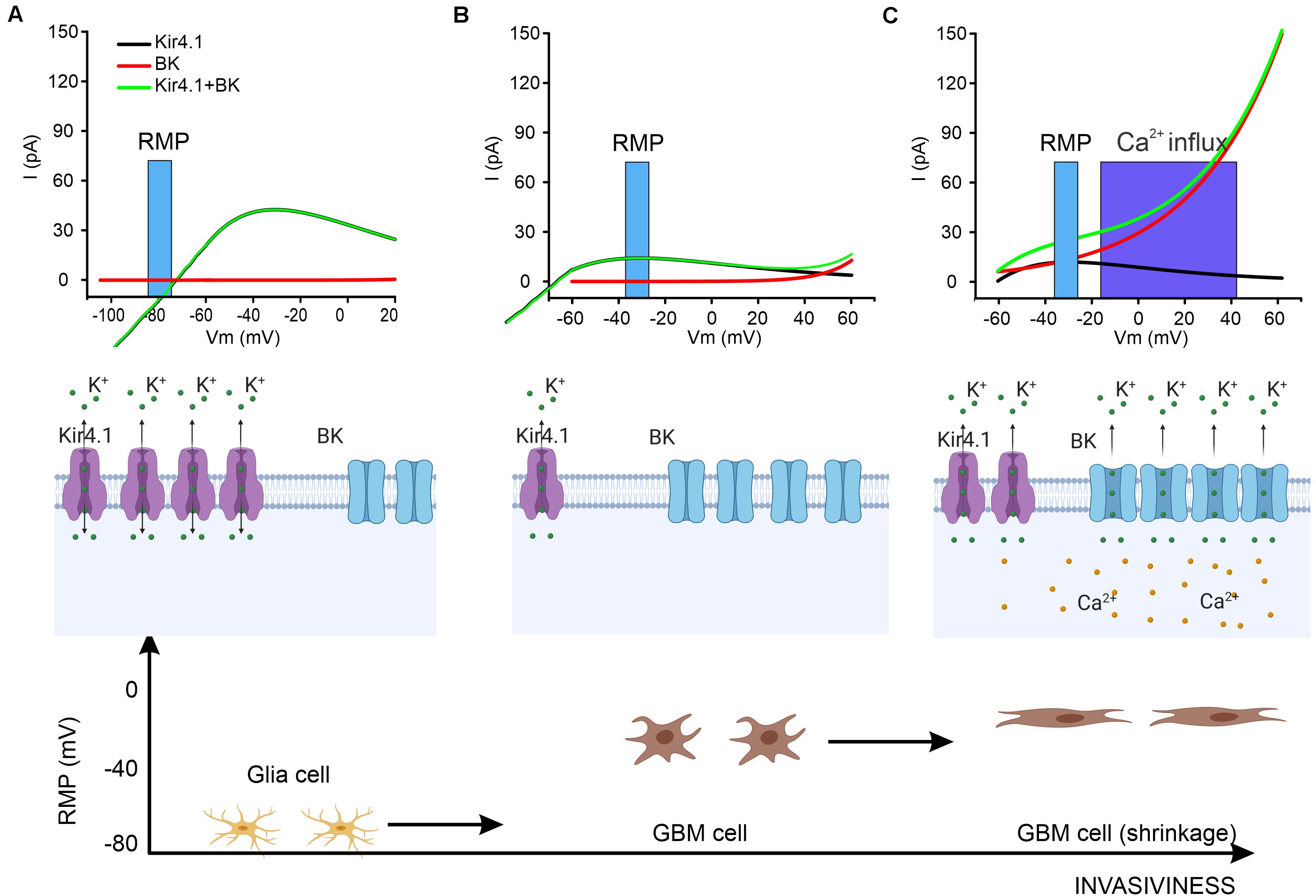 Frontiers Deeper And Deeper On The Role Of Bk And Kir4 1 Channels In Glioblastoma Invasiveness A Novel Summative Mechanism Neuroscience