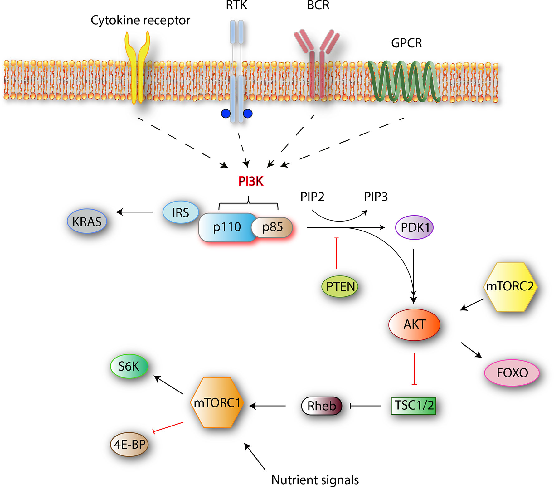 Frontiers Phosphoinositide 3 Kinase Signaling In The Tumor Microenvironment What Do We Need To Consider When Treating Chronic Lymphocytic Leukemia With Pi3k Inhibitors Immunology