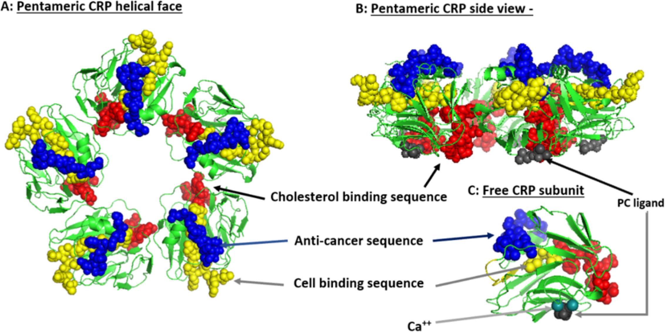 Frontiers | C-Reactive Protein and Cancer—Diagnostic and ...