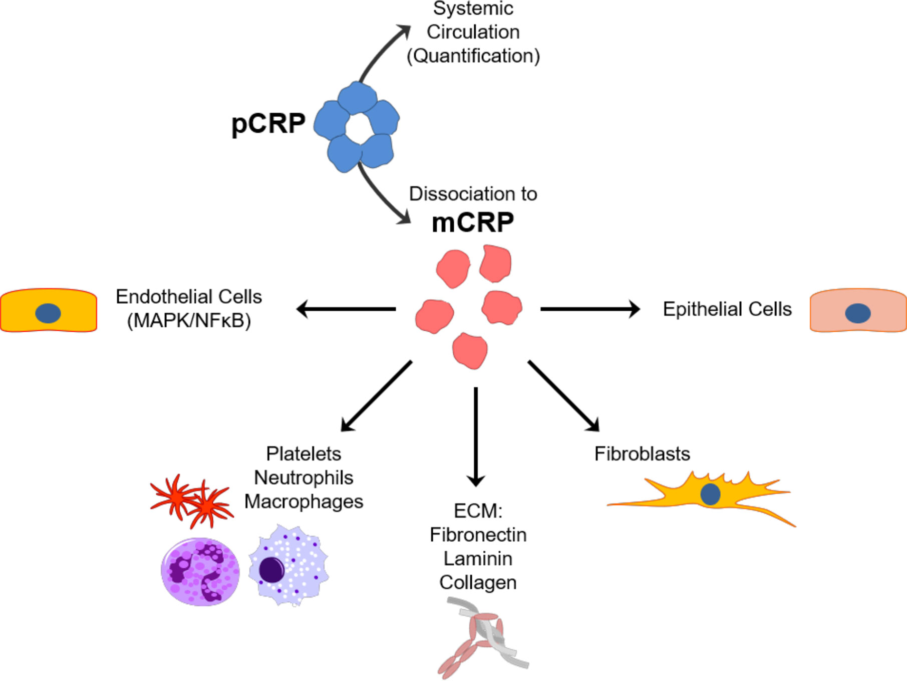 Frontiers | C-Reactive Protein and Cancer—Diagnostic and ...