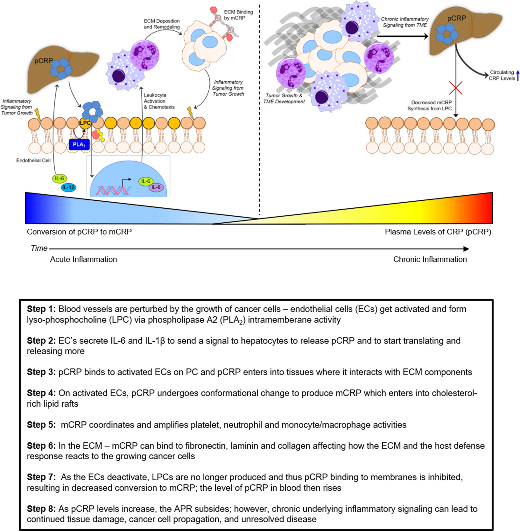Frontiers | C-Reactive Protein and Cancer—Diagnostic and ...