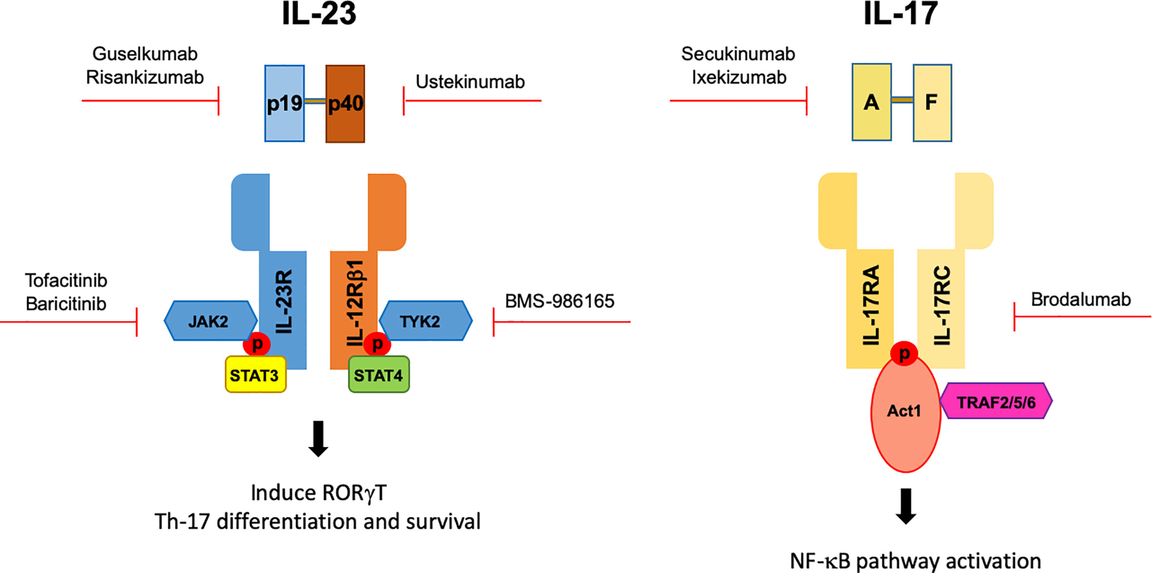 Frontiers The Il 17 Il 23 Axis And Its Genetic Contribution To Psoriatic Arthritis Immunology