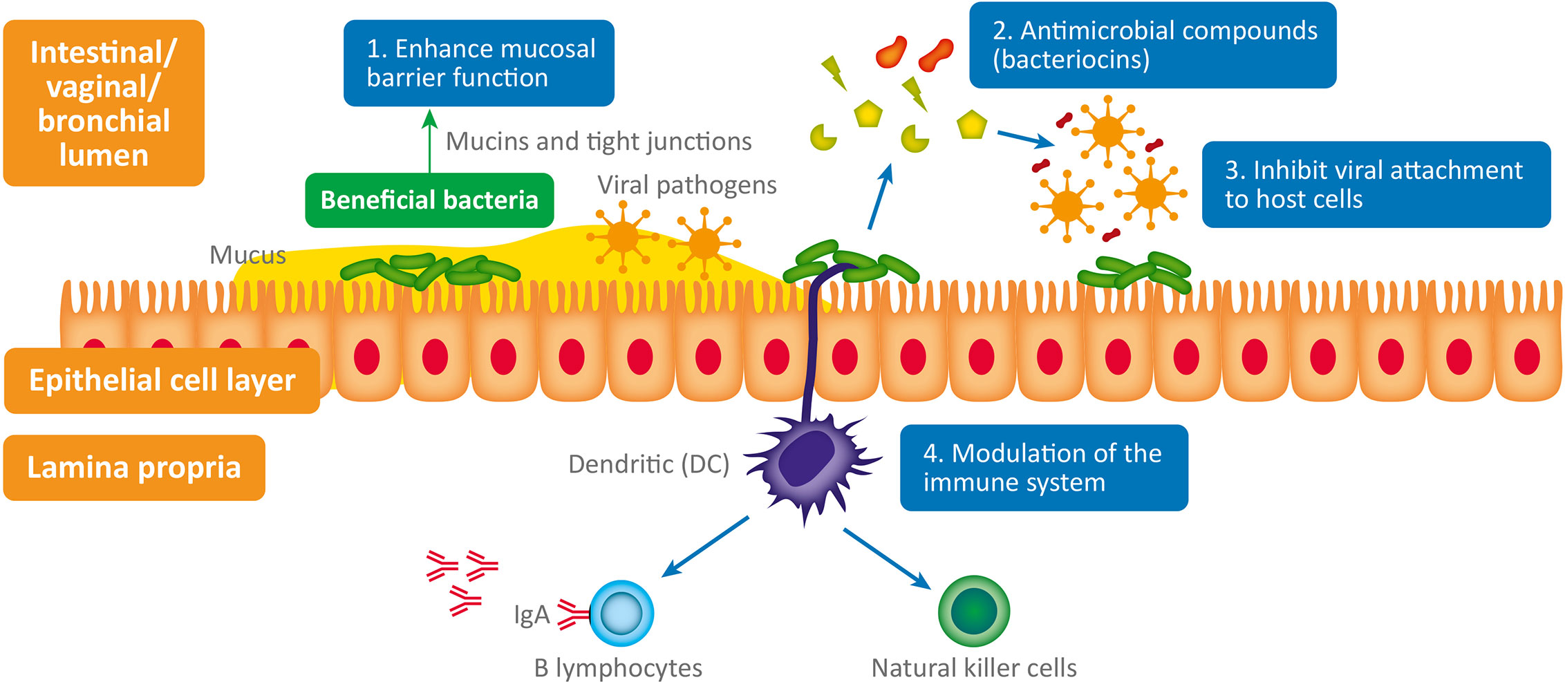 Especialista en microbiota intestinal barcelona