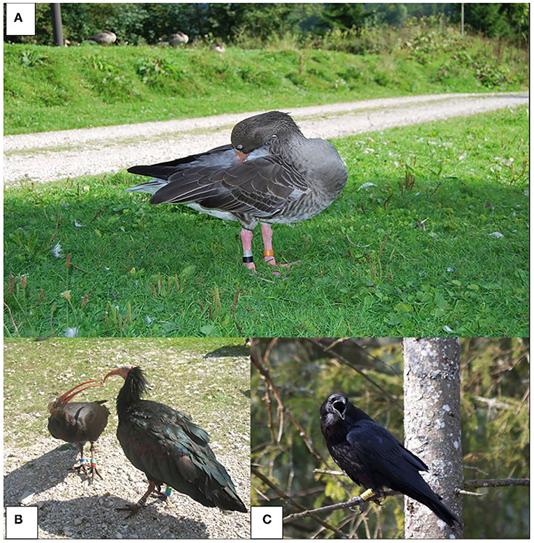 Figure 1 - The species we study include (A) the graylag goose; (B) the northern bald ibis; and (C) the common raven.
