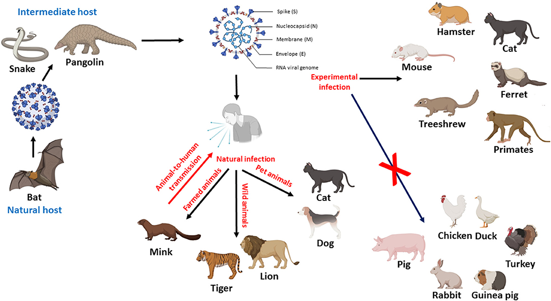 8. Examining the Link between Humans and Hamster Respiratory Illnesses