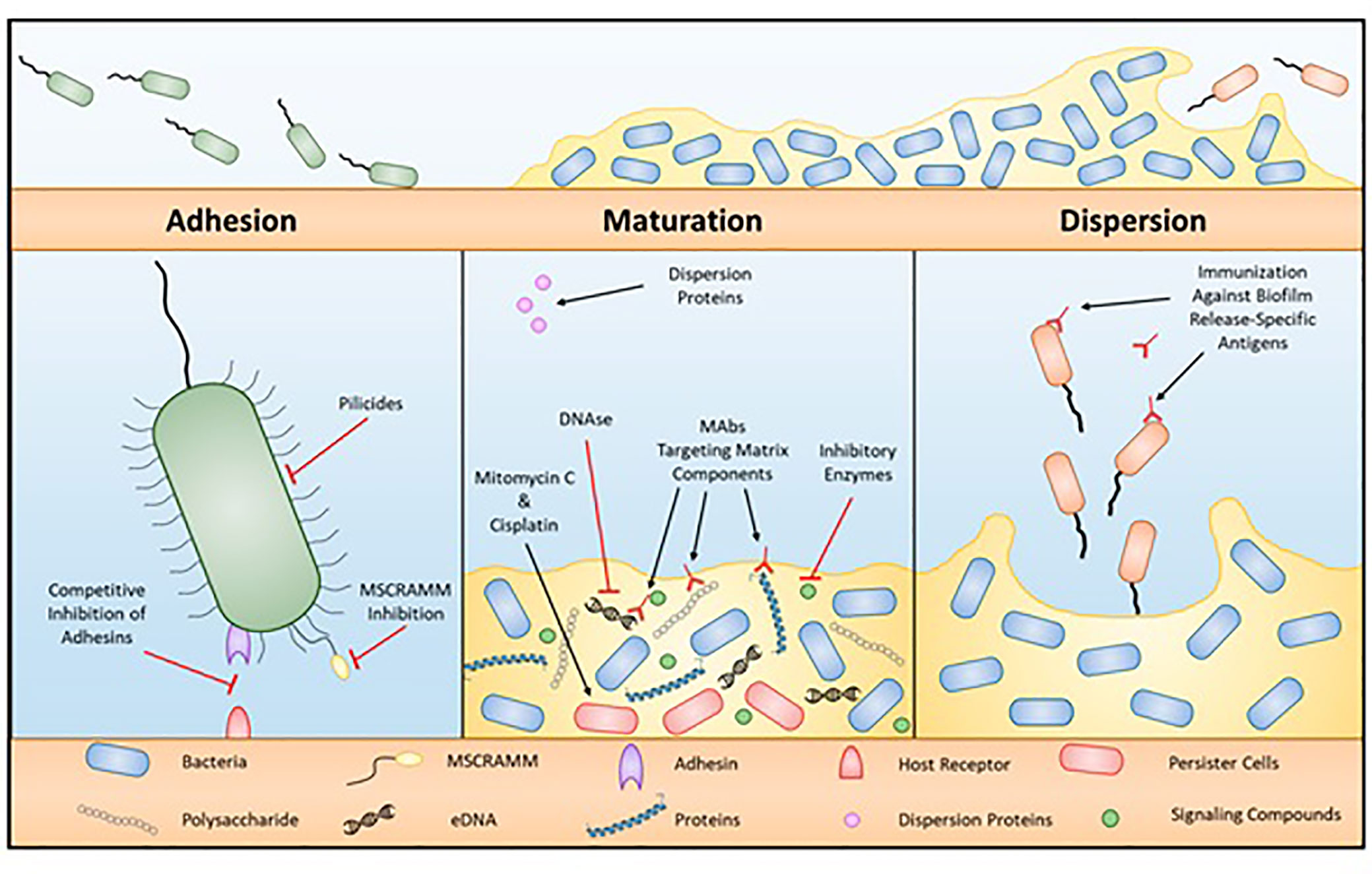 Gram negative enteric bacteria