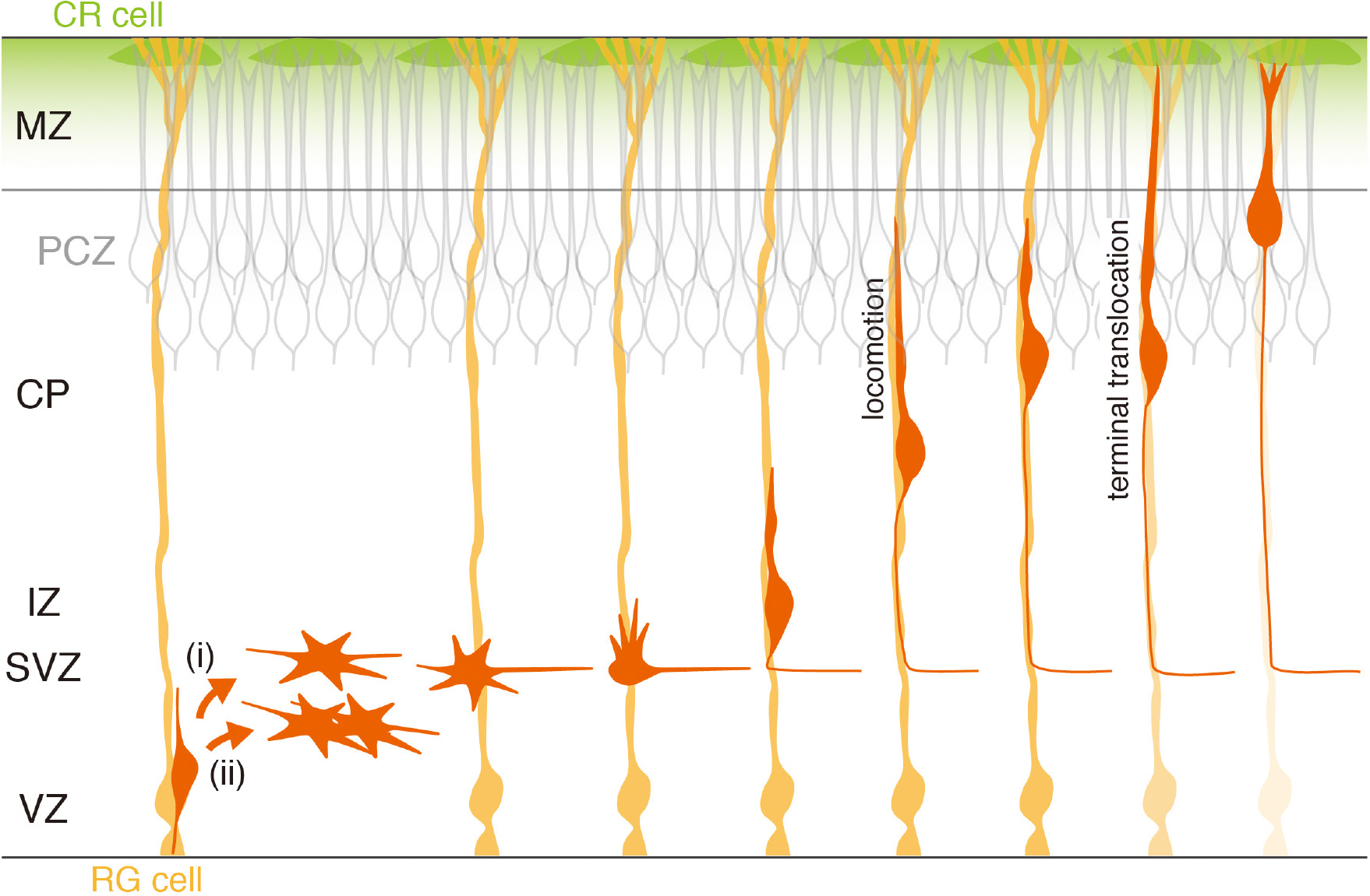 Introduction to Cortical Neurons