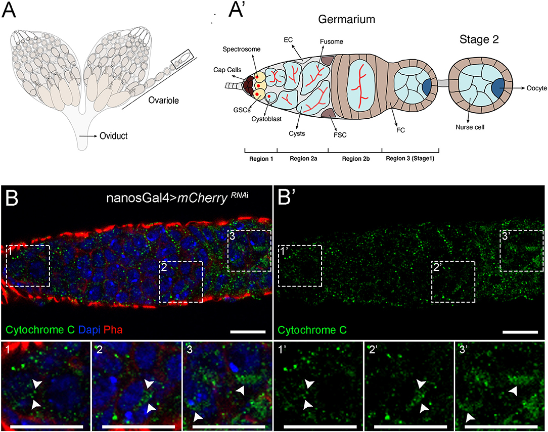 Rogue Mitochondria Turn Hermaphroditic Snails Female: Study
