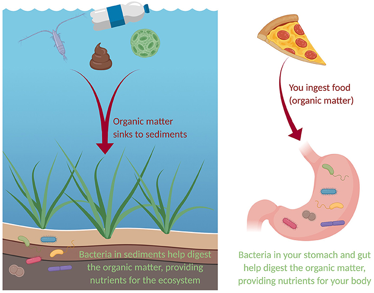 Figure 1 - The bacteria in sediments and those in your gut serve similar roles—helping to process nutrients! The left side of the figure illustrates how this works in the aquatic environment, where organic matter (generally dead organisms and wastes, but more recently, plastic) is processed by bacteria in the sediments.