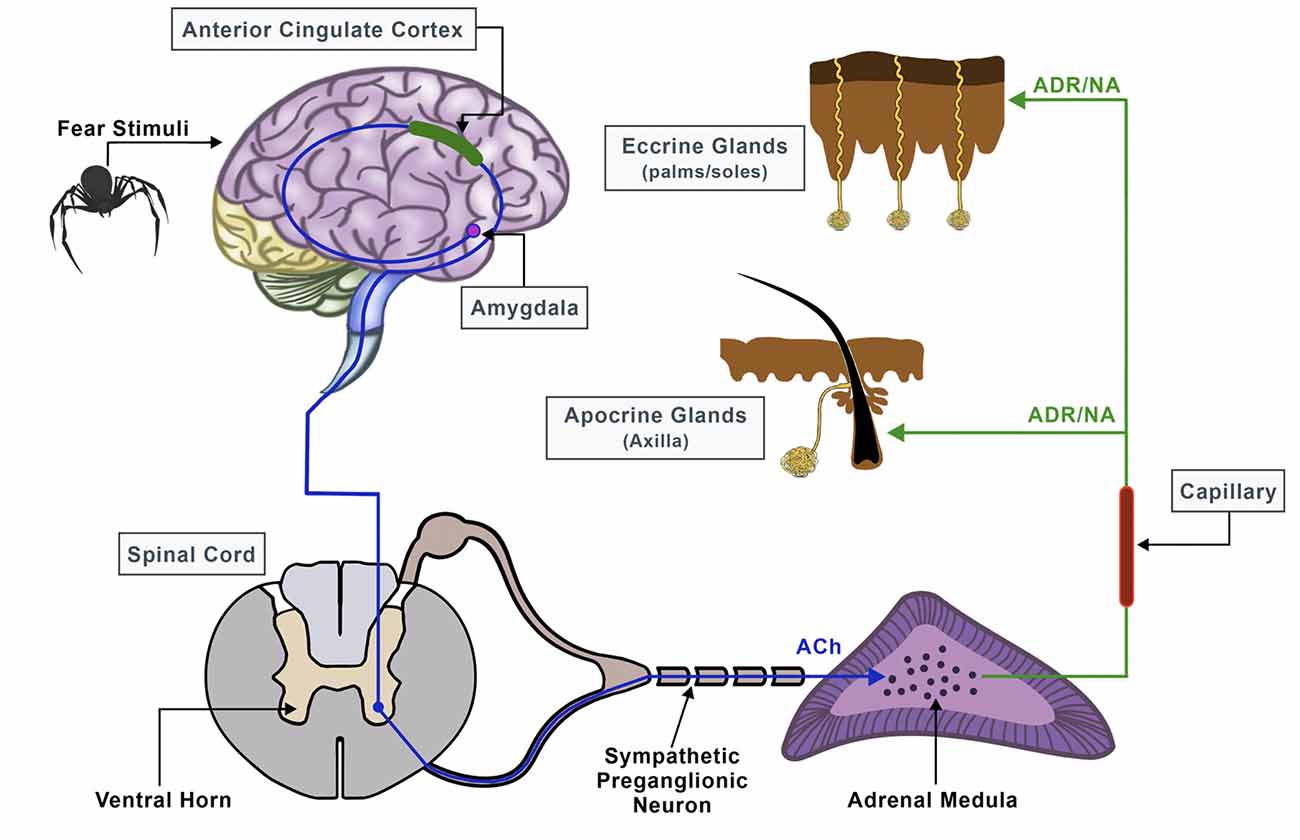 VR therapy for phobias, depression, PTSD, and more