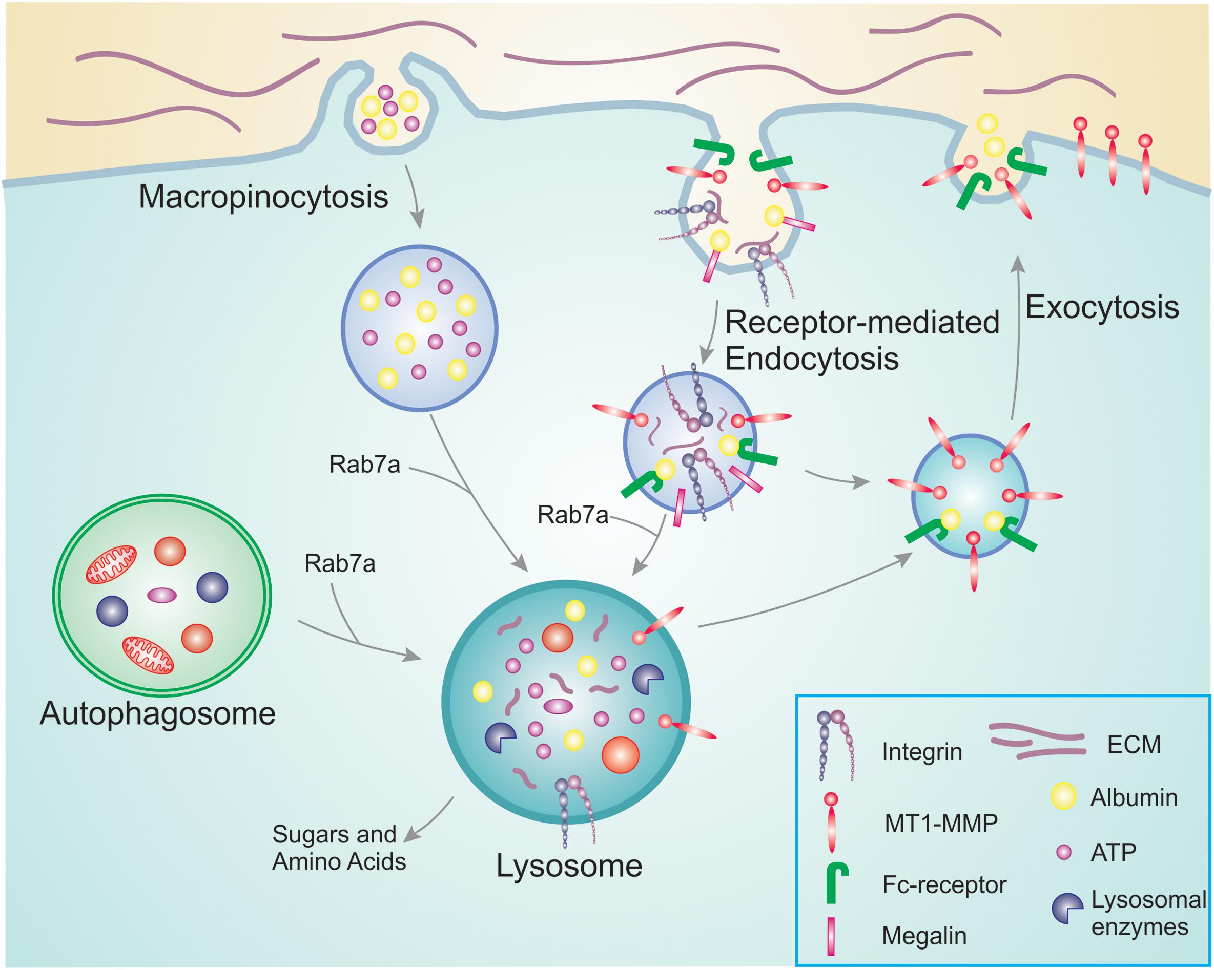 Cancer Cells vs. Normal Cells: How Are They Different?