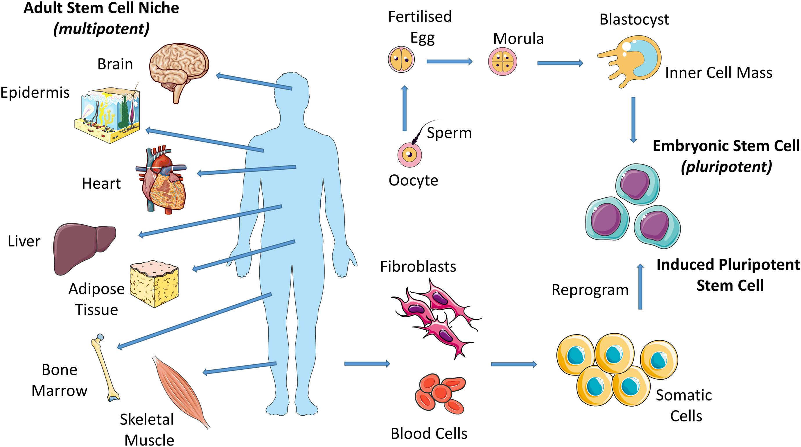 Adult Stem Cell Diagram