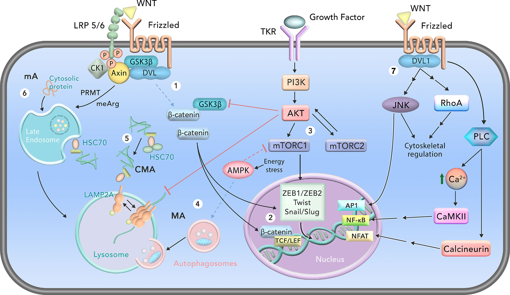 Frontiers Multifaceted Wnt Signaling At The Crossroads Between Epithelial Mesenchymal Transition And Autophagy In Glioblastoma Oncology