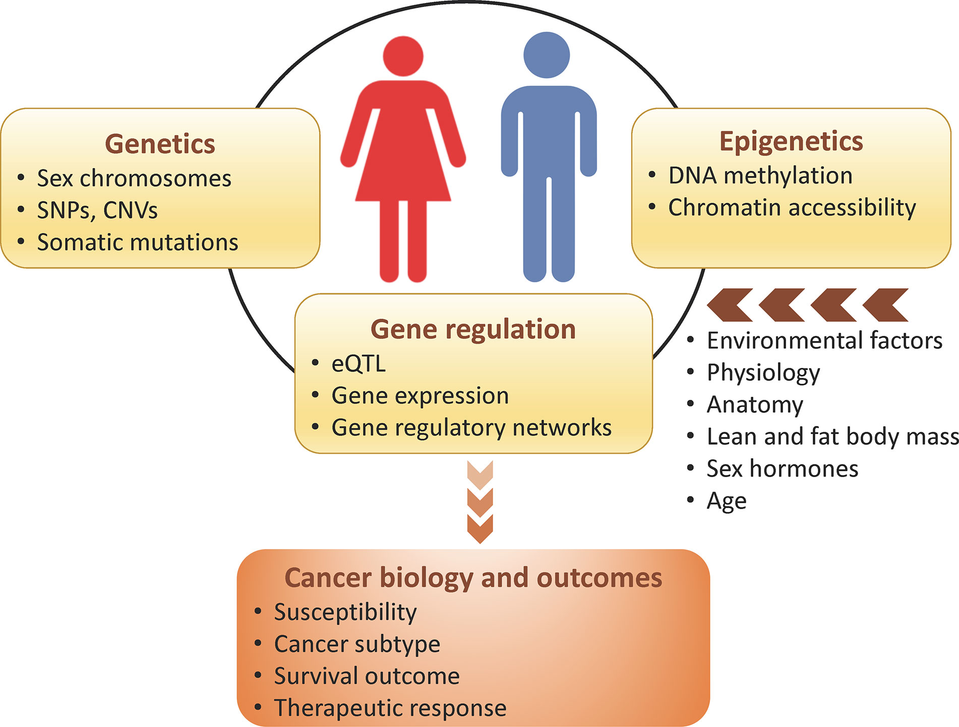 Frontiers Genome Wide Sex And Gender Differences In Cancer