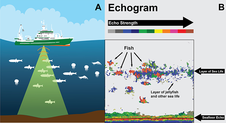 Figure 2 - (A) Scientists on research boats send out sound from a transmitter (green beam) and measure the reflected echo or acoustic signal (orange lines).