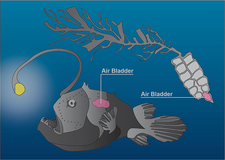 Figure 3 - Mesopelagic fish (bottom) and siphonophores (top) both have air-filled organs called air bladders.