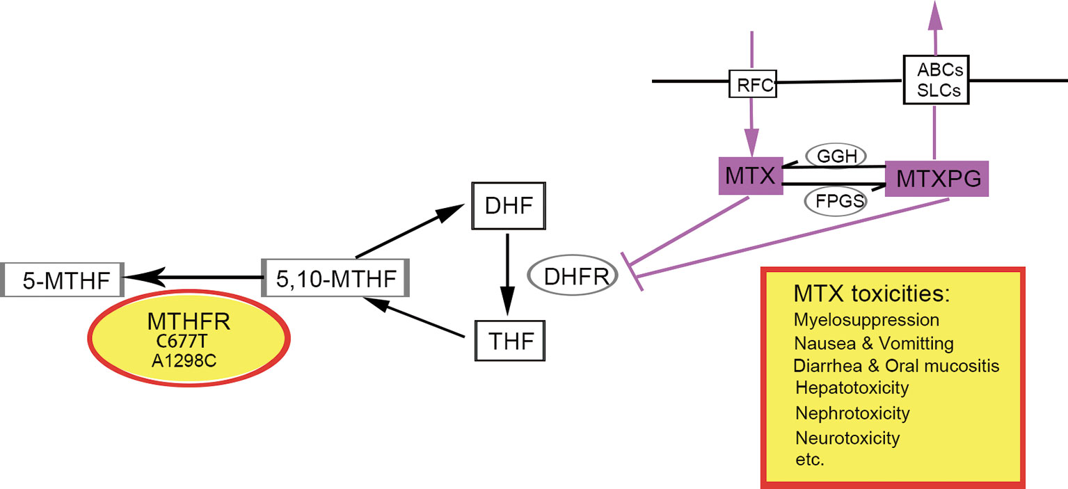 folate metabolism methotrexate