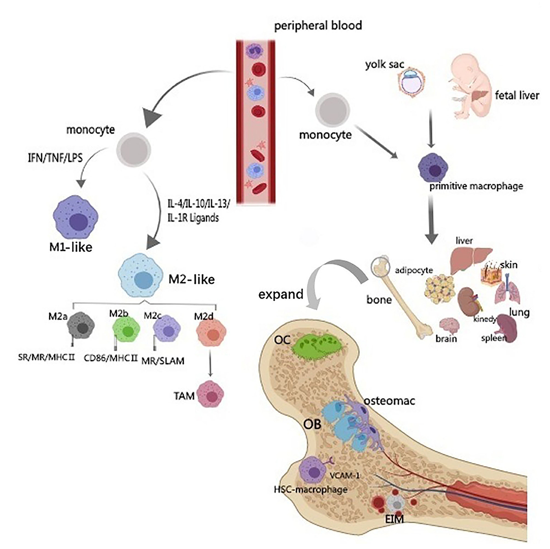 Macrophages Types