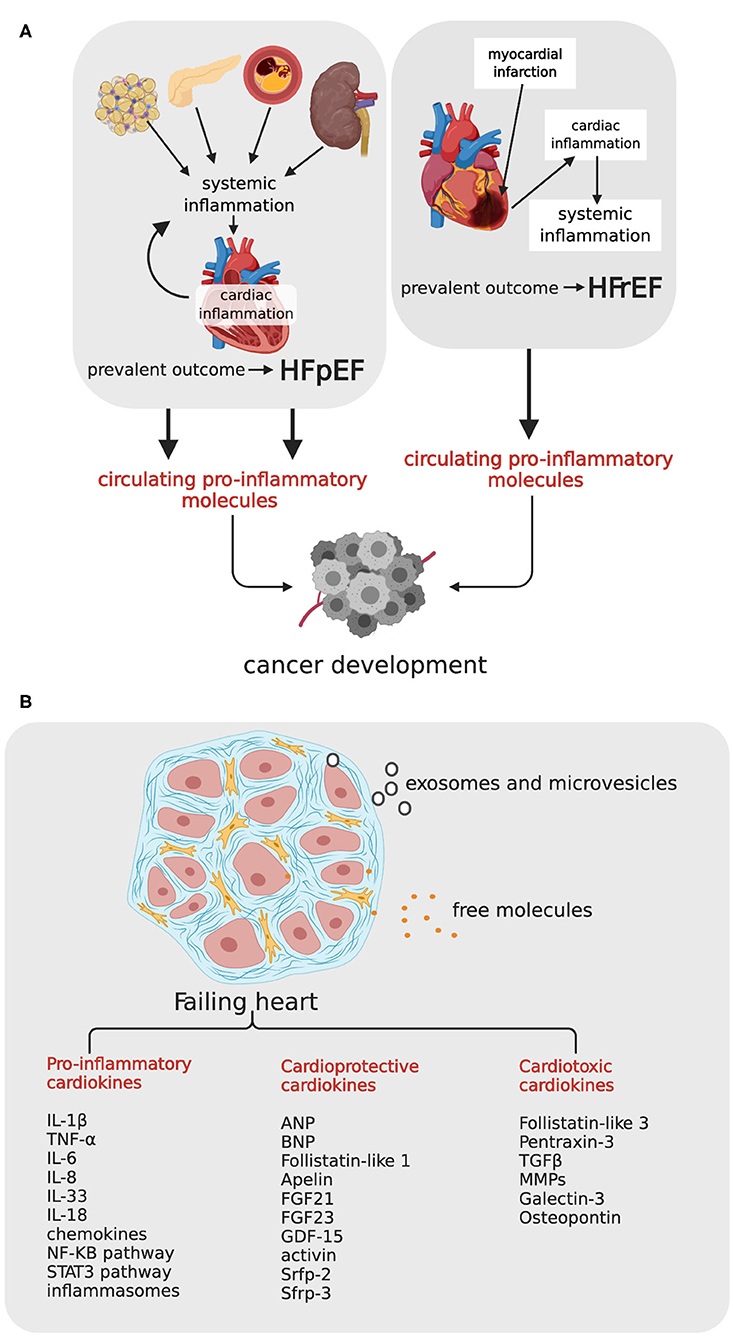 Elevated Circulating Levels of C-C Chemokines in Patients With Congestive  Heart Failure