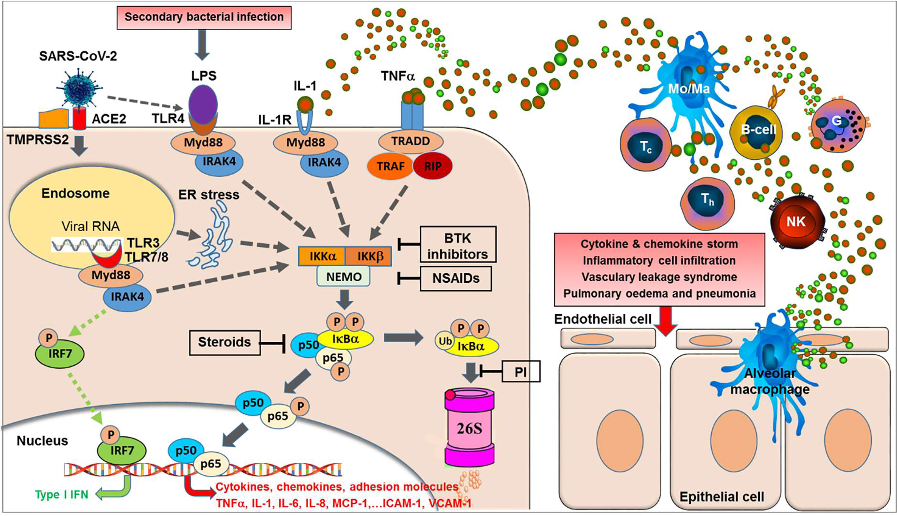 Verstikkend kasteel Onderhoudbaar Frontiers | NF-κB Pathway as a Potential Target for Treatment of Critical  Stage COVID-19 Patients