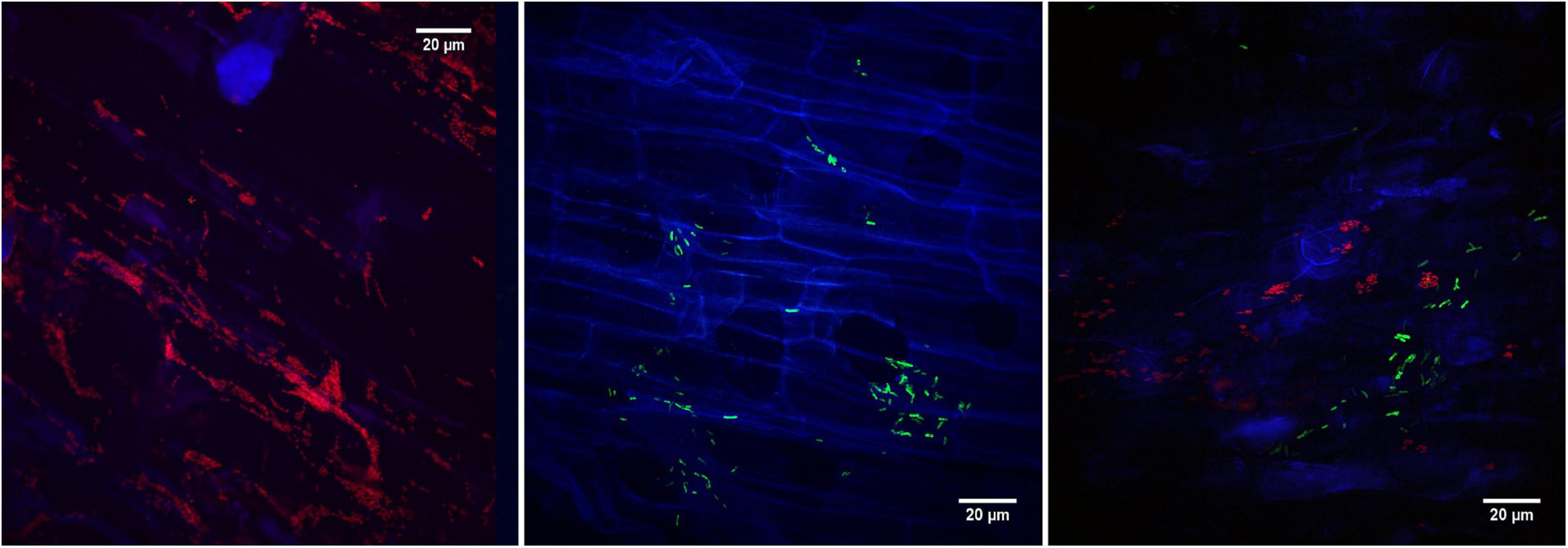 Frontiers | Isolation, Biochemical and Genomic