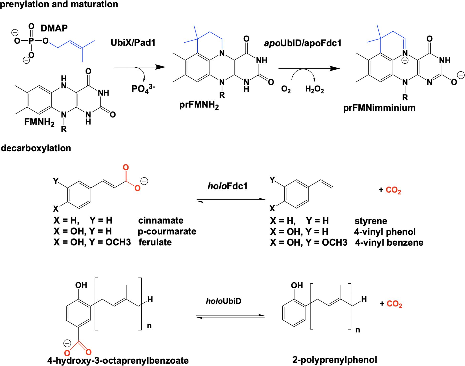 Frontiers N5 Is The New C4a Biochemical Functionalization Of Reduced Flavins At The N5 Position Molecular Biosciences