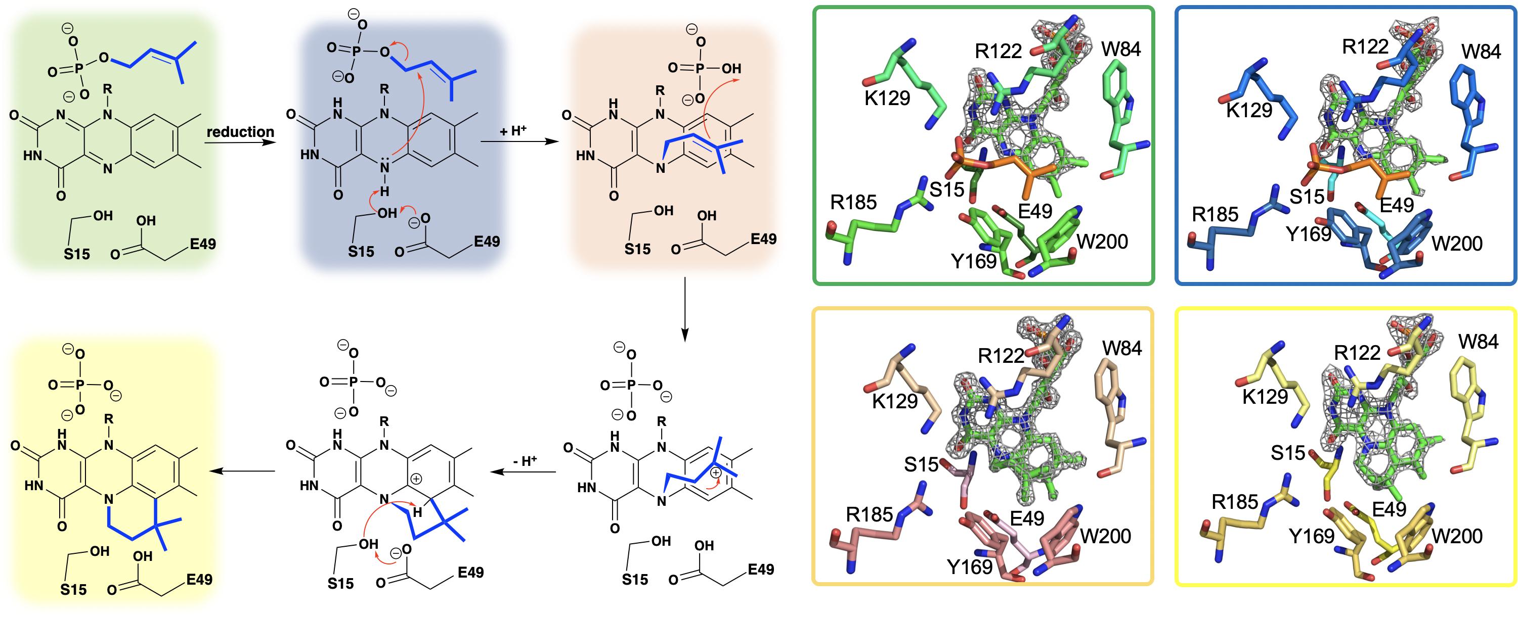 Frontiers N5 Is The New C4a Biochemical Functionalization Of Reduced Flavins At The N5 Position Molecular Biosciences