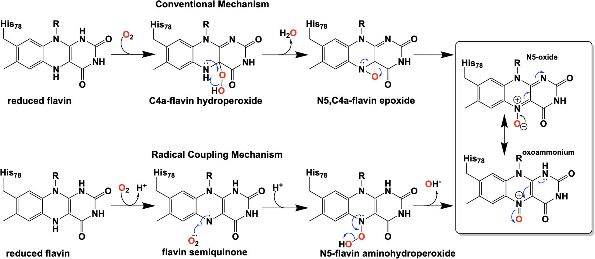 Frontiers N5 Is The New C4a Biochemical Functionalization Of Reduced Flavins At The N5 Position Molecular Biosciences